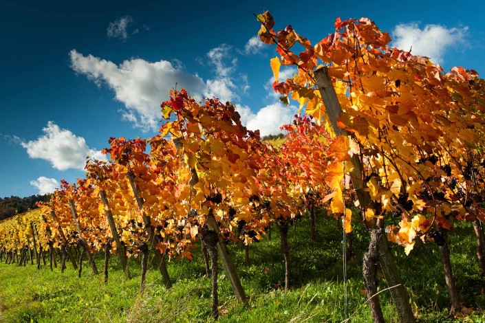 Landschaft, Weinberge