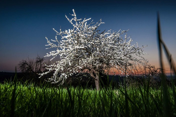 Landschaft, blühender Baum